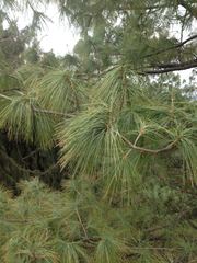 Pinus wallichiana