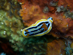 Chromodoris colemani