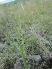 Panicum hallii