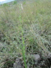 Panicum hallii