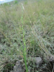 Panicum hallii