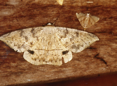 Oxydia vesulia