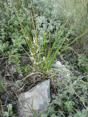 Panicum hallii