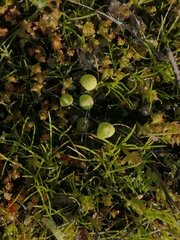 Asterella palmeri