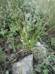 Panicum hallii