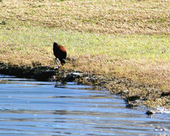 Jacana spinosa