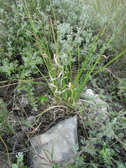 Panicum hallii