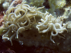 Phyllodesmium briareum
