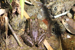 Lithobates