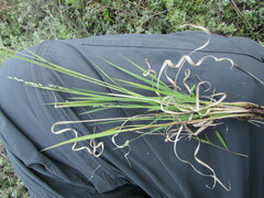 Panicum hallii