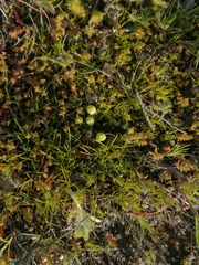 Asterella palmeri