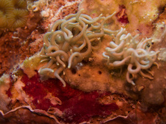 Phyllodesmium briareum