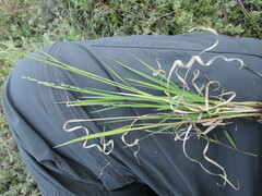 Panicum hallii