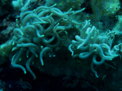 Phyllodesmium briareum