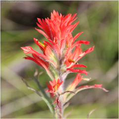 Castilleja affinis affinis