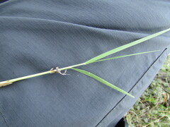 Panicum hallii