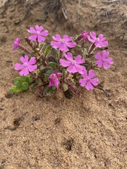 Silene littorea