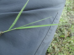 Panicum hallii