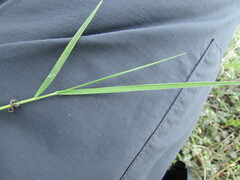 Panicum hallii