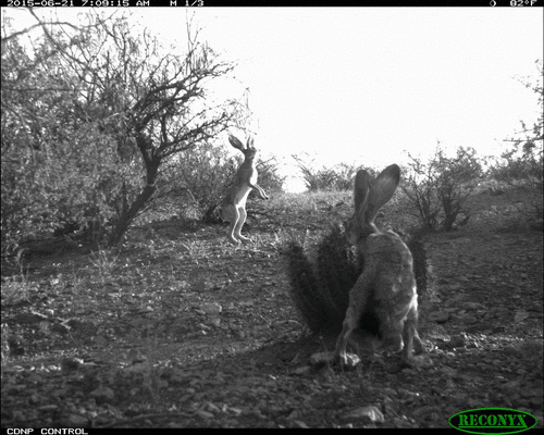 Black-tailed Jackrabbit photographed in New Mexico