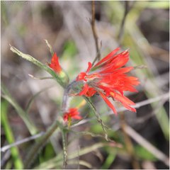 Castilleja affinis affinis