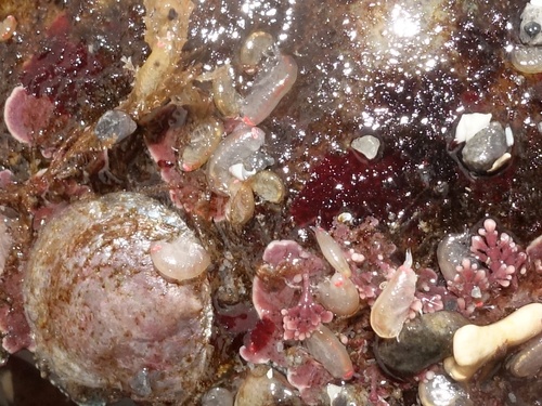 Representative image of Tryphosa