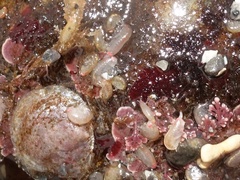 Tryphosa nana