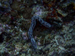 Synaptula