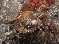 Tryphosa nana