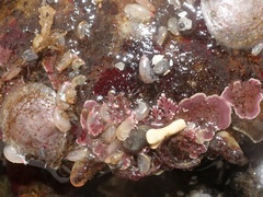 Tryphosa nana