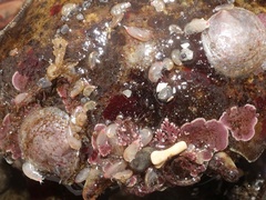 Tryphosa nana