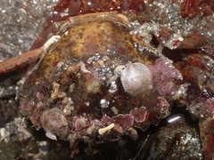 Tryphosa nana