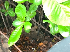 Turdus maculirostris