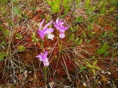 Arethusa bulbosa