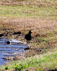 Jacana spinosa