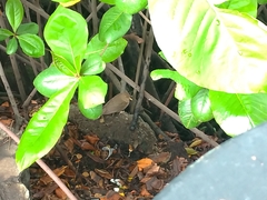 Turdus maculirostris