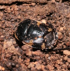 Tritomegas sexmaculatus
