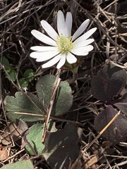 Anemone berlandieri