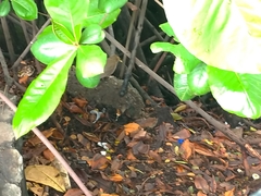 Turdus maculirostris