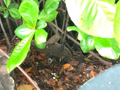 Turdus maculirostris