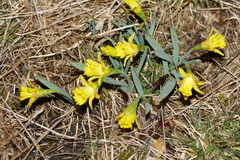 Narcissus minor asturiensis