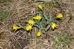 Narcissus minor asturiensis
