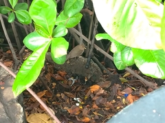 Turdus maculirostris