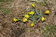 Narcissus minor asturiensis