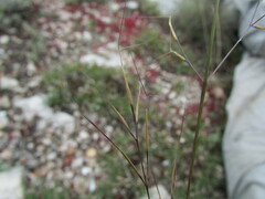Aristida pansa