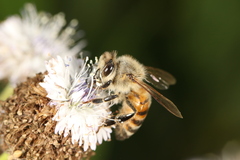 Apis mellifera