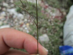 Aristida pansa