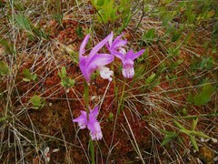 Arethusa bulbosa