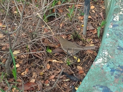 Turdus maculirostris