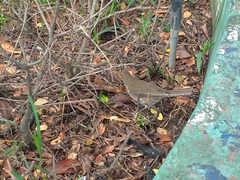 Turdus maculirostris